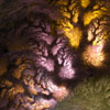 flame fractal sunset oaks