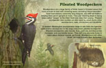 pileated-woodpecker.jpg (103980 bytes)